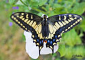 Papilio zelicaon